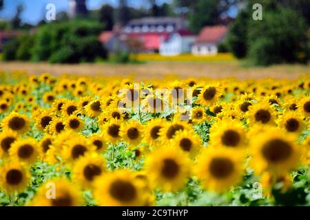 Michendorf, Deutschland. Juli 2020. Sonnenblumen (Helianthus annuus) wachsen auf einem Feld in der Nähe der letzten Häuser der Gemeinde im Landkreis Potsdam-Mittelmark. Die einjährige Pflanze wird als Ölpflanze angebaut und blüht vorzugsweise an sonnigen Stellen von Ende Juni bis Anfang Oktober. Quelle: Soeren Stache/dpa-Zentralbild/ZB/dpa/Alamy Live News Stockfoto