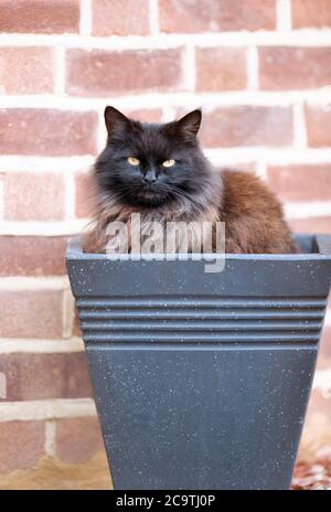 Nahaufnahme einer schwarzen Katze, die in einem Blumentopf gegen eine Ziegelwand sitzt. Stockfoto