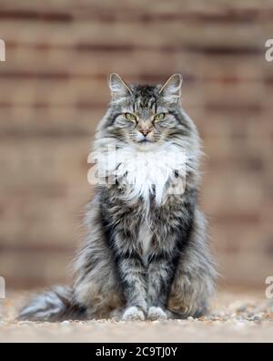 Nahaufnahme einer langhaarigen grauen Hauskatze, die auf Kieselsteinen steht. Stockfoto