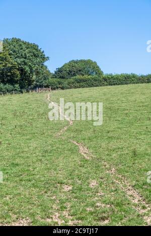 Viehspuren, die durch grünes Weidefeld in Cornwall, Großbritannien, führen. Vielleicht für "off Track", Herstellung von Gleisen, oder allgemeine britische Landwirtschaft. Stockfoto