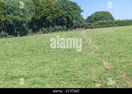 Viehspuren, die durch grünes Weidefeld in Cornwall, Großbritannien, führen. Vielleicht für "off Track", Herstellung von Gleisen, oder allgemeine britische Landwirtschaft. Stockfoto