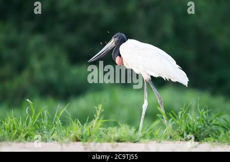 Nahaufnahme eines Jabiru, der auf einem sandigen Flussufer in Süd-Pantanal, Brasilien, steht. Stockfoto