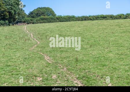 Viehspuren, die durch grünes Weidefeld in Cornwall, Großbritannien, führen. Vielleicht für "off Track", Herstellung von Gleisen, oder allgemeine britische Landwirtschaft. Stockfoto