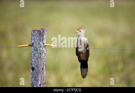 Nahaufnahme eines guira Kuckucks (Guira guira) auf einem Zaun, Süd Pantanal, Brasilien. Stockfoto