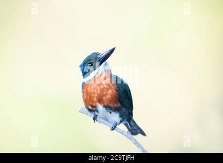 Nahaufnahme von einem grünen Kingfisher thront auf einem Zweig, Pantanal, Brasilien. Stockfoto