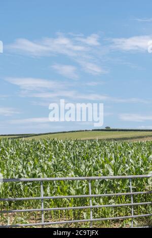 Mais / Sweetcorn / Zea mays Ernte wächst in Cornwall Feld mit blauen Sommerhimmel. Anbau von Mais in Großbritannien (als Tierfutter), Feld der Träume. Stockfoto