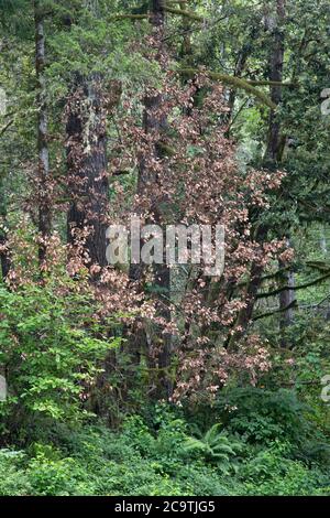 Sudden Oak Death (SOD) ist eine Krankheit von Live & Tan Oak 'Quercus vislizenii' Bäumen, die durch einen invasiven Pflanzenerreger 'Phytophthora ramorum' verursacht wird. Stockfoto