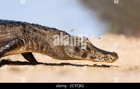 Nahaufnahme eines Yacare caiman (Caiman yacare) liegt auf einem sandigen Flussufer im Sommer, South Pantanal, Brasilien. Stockfoto