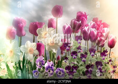 Verträumtes Blumenfeld am Himmel mit Tulpen, Narzissen und Stiefmütterchen Stockfoto