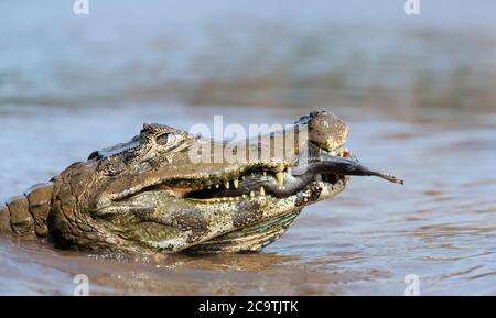 Nahaufnahme eines Yacare caiman (Caiman yacare), der Piranha in einem Fluss isst, South Pantanal, Brasilien. Stockfoto