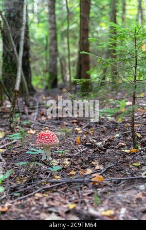 Pilzfliege agarisch in der Nähe der jungen grünen Fichte, Sommersonntag, gefallene Blätter und Äste Stockfoto