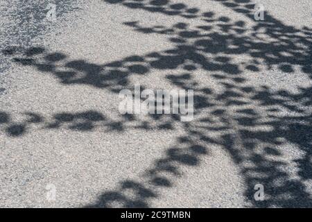 Fast monochromatisches Bild von Sonne überhängenden Blattschatten auf einer ländlichen kornischen Landstraße getuckt. Getupptes Licht Blätter, in den Schatten. Stockfoto