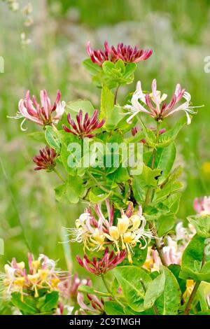 Geißblatt oder Holzbiner (lonicera periclymenum), Nahaufnahme des Strauch in Blüte, wächst am Ende einer Hecke. Stockfoto