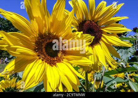 Gelbe Sonnenblumen Hardy annuals Sonnenblume Helianthus annuus, Blumen, Garten, Sonnenblumen Stockfoto