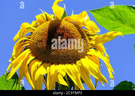 Sonnenblume blau Himmel Blatt blühende Blume Stockfoto