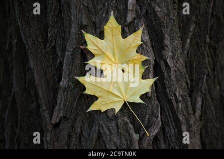 Ein Paar gelbe Ahornblätter klebte auf einer Baumrinde. Stockfoto