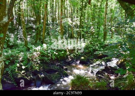 Luxulyan Valley 300720 Stockfoto