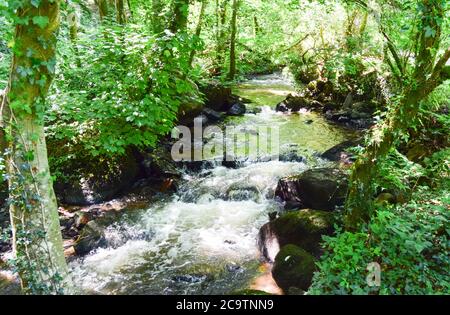 Luxulyan Valley 300720 Stockfoto