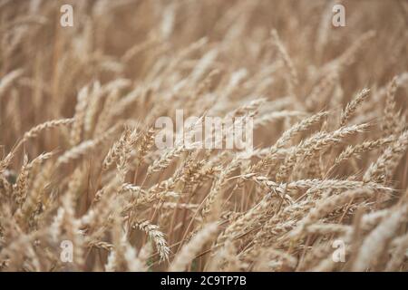 Dorn aus reifem Weizen als Hintergrund. Stockfoto