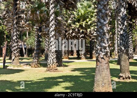 Palmen im Mu Ko Lanta Nationalpark, Koh Lanta, Krabi, Thailand, Asien Stockfoto