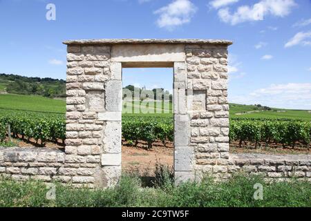 Landschaft mit Chassagne Montrachet Weinbergen in Burgund, Frankreich Stockfoto