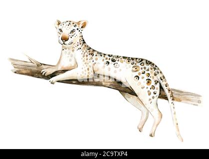 Aquarell Malerei ein gepard . Wilde Katze isoliert auf weißem Hintergrund. Afrika Safari Leopard Tier Illustration Stockfoto