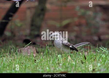 Nördlicher Mockingbird (Mimus polyglottos orpheus) Erwachsene auf Rasen Futtersuche Botanischer Garten, Santo Domingo, Dominikanische Republik Januar Stockfoto