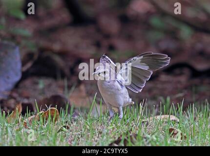 Nördlicher Mockingbird (Mimus polyglottos orpheus) Erwachsene auf Rasen mit "Flügel blinken", um Insekten zu erschrecken Botanischer Garten, Santo Domingo, do Stockfoto