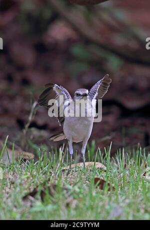 Nördlicher Mockingbird (Mimus polyglottos orpheus) Erwachsene auf Rasen mit "Flügel blinken", um Insekten zu erschrecken Botanischer Garten, Santo Domingo, do Stockfoto