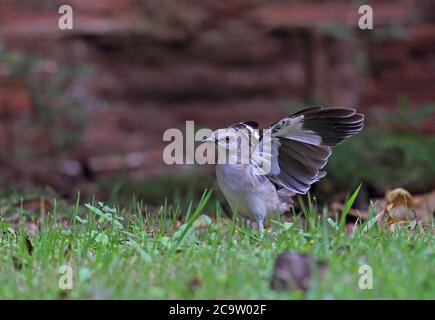 Nördlicher Mockingbird (Mimus polyglottos orpheus) Erwachsene auf Rasen mit "Flügel blinken", um Insekten zu erschrecken Botanischer Garten, Santo Domingo, do Stockfoto