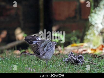 Nördlicher Mockingbird (Mimus polyglottos orpheus) Erwachsene auf Rasen mit "Flügel blinken", um Insekten zu erschrecken Botanischer Garten, Santo Domingo, do Stockfoto