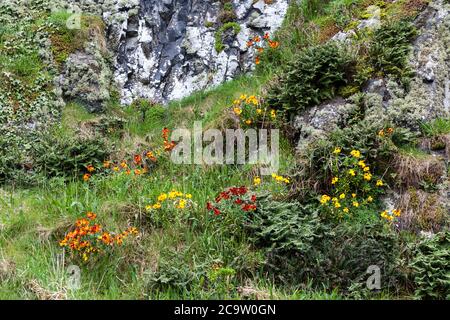 Wandblumen blühen am Fuße des Bamburgh Castle, Northumberland, England, Großbritannien Stockfoto