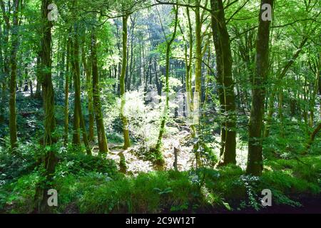 Luxulyan Valley 300720 Stockfoto