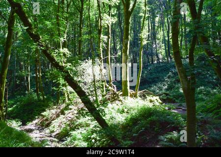 Luxulyan Valley 300720 Stockfoto