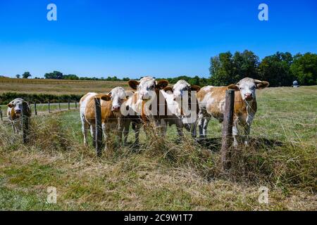 Fünf braune und weiße Kühe, Brown Holstein, hinter einem Drahtzaun, der die Kamera anschaut, Langres, Champagne, Frankreich Stockfoto