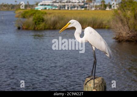 Weitaufnahme eines schönen Großen Reiher (ardea alba) auf einem Dock Post thront. Großreiher wurden fast zum Aussterben gejagt wegen ihrer Federn, die waren Stockfoto