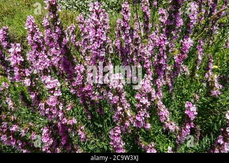 Rosa Ysop, Hyssopus officinalis Roseus Hardy mehrjährige Pflanze Stockfoto