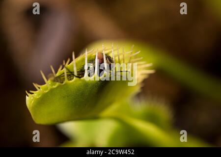 Venusfliegenfalle fängt Fliege nah oben von Fliege, die vor kurzem in Killer-Betrieb gefangen wird. Bug Leben und Tod aus der Nähe. Stockfoto