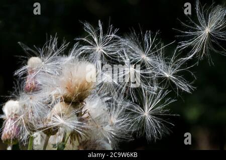 Flauschige Samen eines Thistles, thistledown, vom Wind weggeblasen Stockfoto