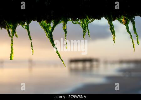 Hängen von Algen auf der Meeresabwehr in Durys Gap bei Camber. Stockfoto