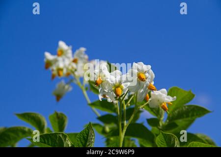 Blüten einer Kartoffelpflanze mit weißen Blütenblättern und gelben Staubblättern gegen einen blauen Himmel Stockfoto