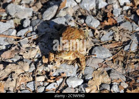 Kröte, Kröte, Erdkröte, Bufo bufo, barna varangy Stockfoto