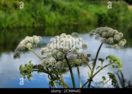 Wild Angelica in Blüte am Fluss Wey in Surrey Stockfoto