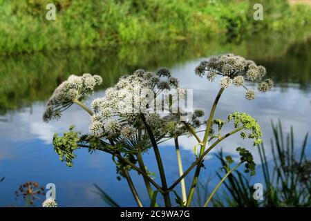 Wild Angelica in Blüte am Fluss Wey in Surrey Stockfoto