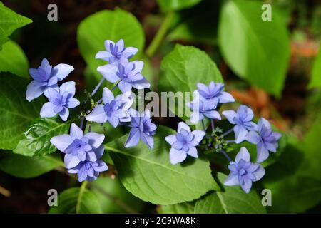 Blaue Spitzenkappe Hydrangea macrophylla 'Hanabi' in Blüte Stockfoto