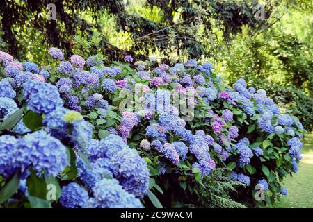 Blauer Mophead Hydrangea macrophylla in Blüte Stockfoto