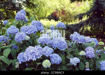 Blauer Mophead Hydrangea macrophylla in Blüte Stockfoto