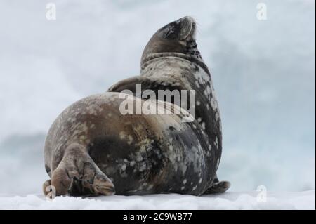 Die Weddellrobbe (Leptonychotes weddellii) ist eine relativ große und reichlich vorhandene echte Robbe mit einer zirkumpolaren Verteilung rund um die Antarktis. Stockfoto