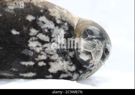 Die Weddellrobbe (Leptonychotes weddellii) ist eine relativ große und reichlich vorhandene echte Robbe mit einer zirkumpolaren Verteilung rund um die Antarktis. Stockfoto