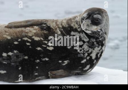 Die Weddellrobbe (Leptonychotes weddellii) ist eine relativ große und reichlich vorhandene echte Robbe mit einer zirkumpolaren Verteilung rund um die Antarktis. Stockfoto